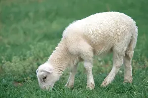 Artiodactyl: Lamb