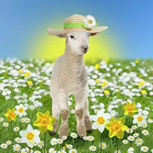 Lambs: Lamb