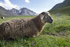 Lamb: Lamb, Kol Ukok, Kochkor, Kyrgyzstan