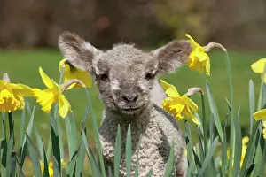 Lamb - Lamb in daffodils