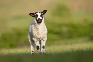 Lambs: Lamb - Lancashire - UK