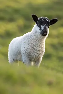 Lambs: Lamb - Lancashire - UK