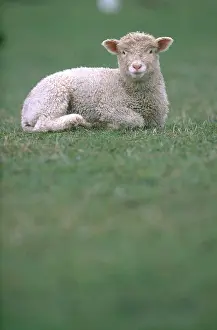 Artiodactyl: Lamb