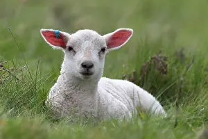 Bedtime: Lamb lying in the grass in spring - GB