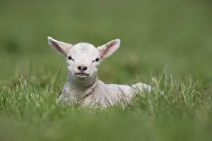 Bedtime: Lamb lying in the grass in spring - GB