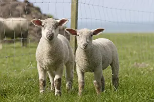 Normandie: Lamb in a meadow in Seine-Maritime