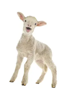 Bleating: Lamb Merinos bleating