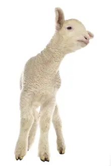 Bleating: Lamb Merinos bleating
