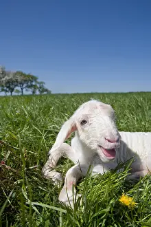 Merino: Lamb Merinos newborn grass in a meadow