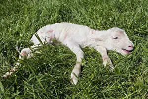 Merino: Lamb Merinos newborn grass in a meadow