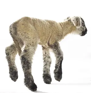 Merino: Lamb newborn Cross and Suffolk Merinos
