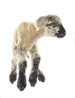 Merino: Lamb newborn Cross and Suffolk Merinos