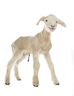 Cords: Lamb newborn Cross and Suffolk Merinos