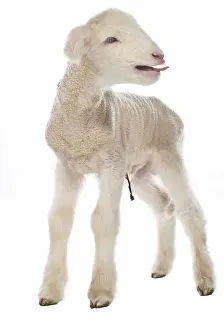 Cords: Lamb newborn Cross and Suffolk Merinos
