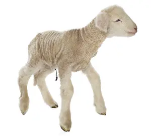 Cords: Lamb newborn Cross and Suffolk Merinos