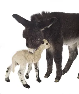 Itched: Lamb newborn Suffolk and Merinos and black Anon