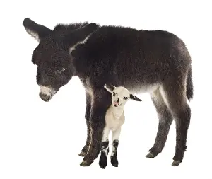 Merino: Lamb newborn Suffolk and Merinos and black Anon