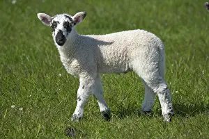 Paddock: Lamb, Northumberland, England
