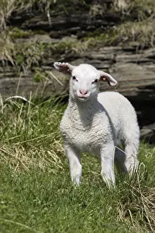 Heaths: Lamb release Varanger Fjord Norway