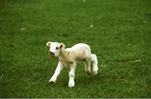 Lambs: LAMB - running, in field