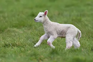 Woolly: Lamb running in a meadow in spring - GB