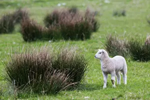 Blackface: Lamb Scottish Blackface. Scotland