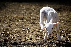 Itched: Lamb scratching with the back leg