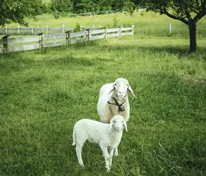 Lamb: Lamb and sheep on an organic farm, Upper Bavaria