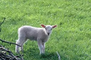 Artiodactyl: Lamb