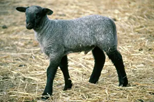 Artiodactyl: Lamb