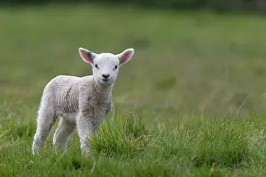 Raise: Lamb standing in a meadow in spring - GB
