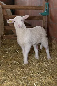 Bred: Lamb in winter stall