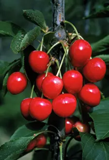 Cherries: Lambert Cherries