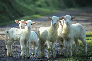 Curiosities: Lambs in Casentino - Tos