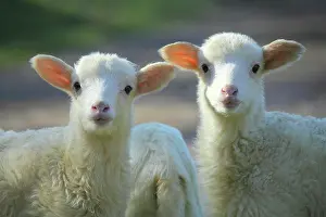 Curiosities: Lambs in Casentino - Tuscany