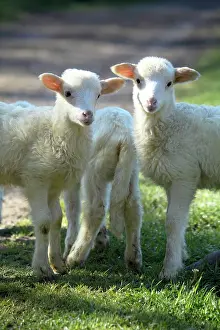 Curiosities: Lambs in Casentino - Tuscany