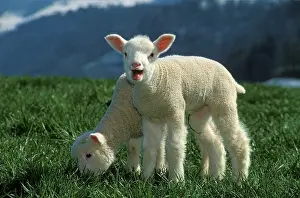 Bleating: Two Lambs - a few days old together in meadow, one bleating