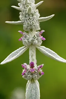 Byzantina: Lamb's ear