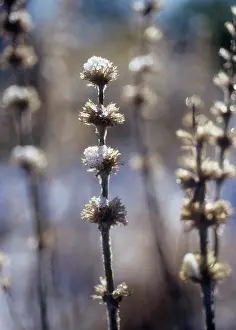 Wooly: Lambs ears