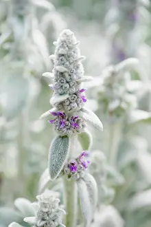 Wooly: Lambs ears, Stachys byzantina, Close side view