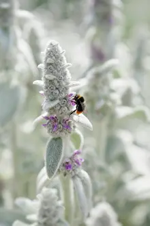 Wooly: Lambs ears, Stachys byzantina, Close side view