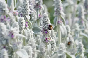 Wooly: Lambs ears, Stachys byzantina, Side view of several