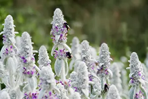 Triple: Lambs ears, Stachys byzantina, Side view of several