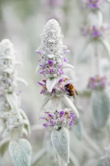 Wooly: Lambs ears, Stachys byzantina, Side view of several