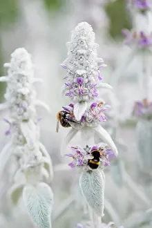Wooly: Lambs ears, Stachys byzantina, Side view of several