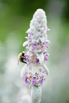 Wooly: Lambs ears, Stachys byzantina, Side view of several