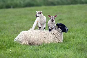 Lambs: Lambs and Ewe - Devon - UK