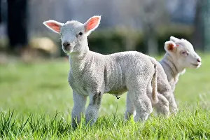 Litters: Lambs in grass Franche-Comte France