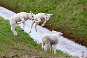 Lambs jumping