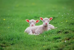 Pastural: LAMBS - two lambs in field